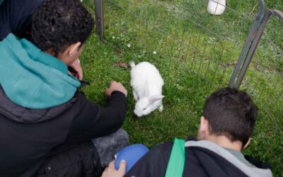 Insieme in gioco tra i conigli, le pecore, una mucca e le api di Elena Barbugli